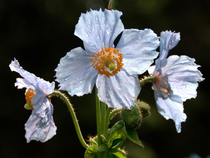 Growing Blue Poppies