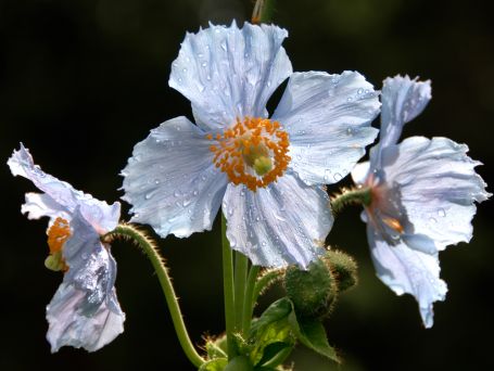 Growing Blue Poppies